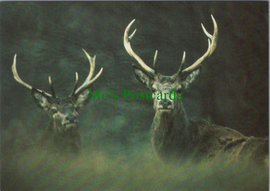 Watchful Red Deer Stags, Exmoor