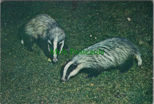 Load image into Gallery viewer, Animals Postcard, The European Badger
