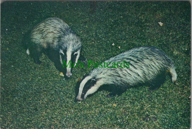Animals Postcard, The European Badger