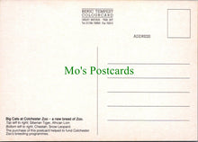 Load image into Gallery viewer, Big cats at Colchester Zoo