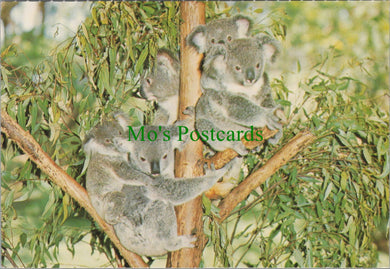 Australian Koalas, Lone Pine Sanctuary