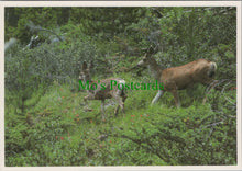 Load image into Gallery viewer, Pair of Mule Deer, Canada