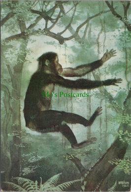 Proconsul, Monkey Like Ape, East Africa