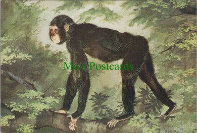 Oreopithhecus, Ape Like Form Living in Forests
