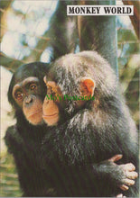 Load image into Gallery viewer, &quot;Cherri&quot; and &quot;Kay&quot;, Monkey World Ape Rescue Centre
