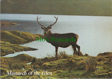 A Highland Stag By The Lochside