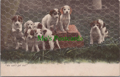 Animals Postcard - Dogs, Puppies, 