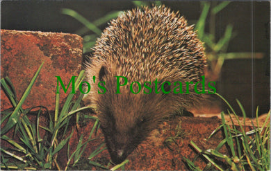 Animals Postcard - A Hedgehog, British Mammals Ref.SW10167