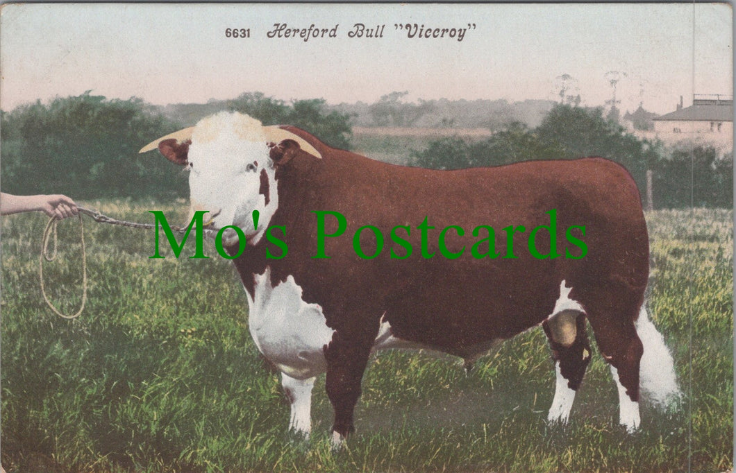Animals Postcard - Hereford Bull 