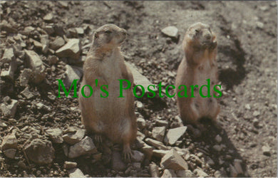 Animals Postcard - Prairie Dogs at The Welsh Mountain Zoo, Colwyn Bay Ref.SW10180