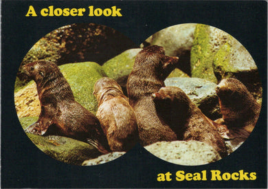 Animals Postcard - Seal Pups at Seal Rocks, Phillip Island, Victoria, Australia Ref.SW9957