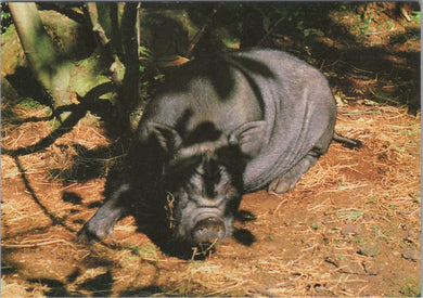 Animals Postcard - Vietnamese Potbellied Pig, Brambles Wildlife Park Ref.SW10001