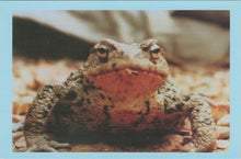 Load image into Gallery viewer, Animals Postcard - Common Toad at Bramble Wildlife Park Ref.SW10003
