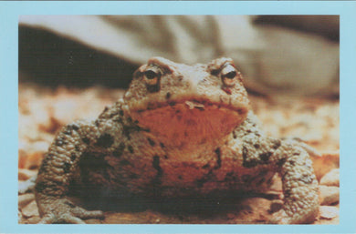 Animals Postcard - Common Toad at Bramble Wildlife Park Ref.SW10003