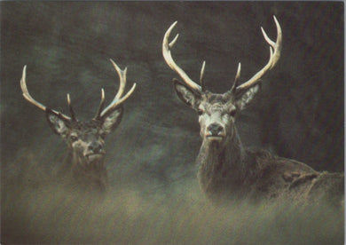 Animals Postcard - Watchful Red Deer Stags, Exmoor National Park Ref.SW10006