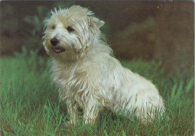 Animals Postcard - Dogs - West Highland Terrier Ref.SW10036