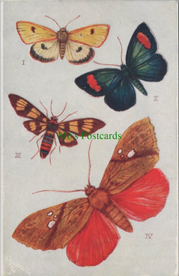 Butterflies and Moths - Foreign Moths