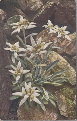 Flowers Postcard - Leontopium Alpinum, Edelweiss SW10723