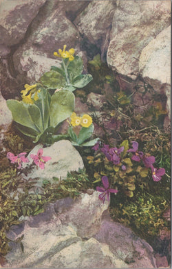 Flowers Postcard - Primula Auricula, Viola Alpina  SW10724
