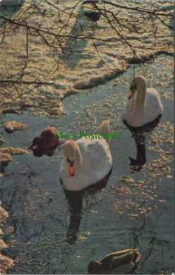 Animals Postcard - Birds, Mute Swans in Frozen Pond  SW10527