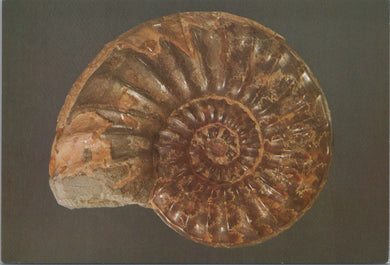 British Museum Postcard - Asteroceras Obtusum, Ammonite, Lower Jurassic SW10290