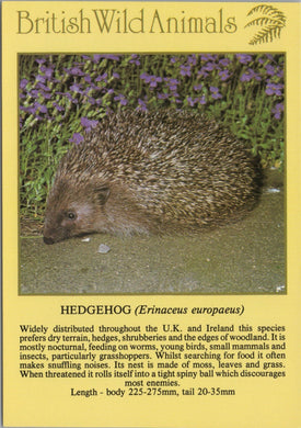 Animals Postcard - Hedgehog, British Wild Animals SW10292