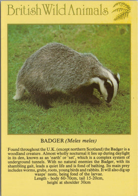 Animals Postcard - Badger, British Wild Animals SW10295