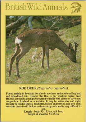 Animals Postcard - Roe Deer, British Wild Animals SW10296