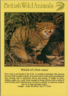 Animals Postcard - Wildcat, British Wild Animals SW10297