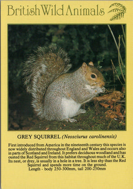 Animals Postcard - Grey Squirrel, British Wild Animals SW10298