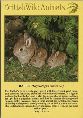 Animals Postcard - Rabbit, British Wild Animals SW10299