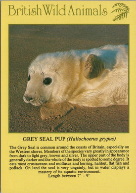 Animals Postcard - Grey Seal Pup, British Wild Animals SW10300