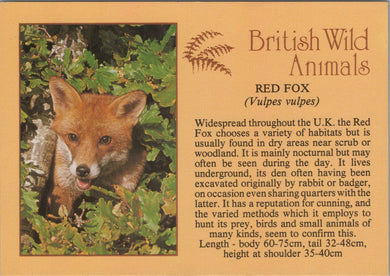 Animals Postcard - Red Fox, British Wild Animals SW10302