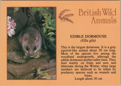 Animals Postcard - Edible Dormouse, British Wild Animals SW10305