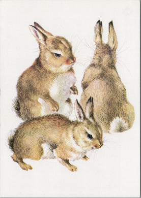 Animal Art Postcard - Three Young Rabbits, Mildred Eldridge  SW10332
