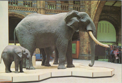 British Museum Postcard - African Elephant From Malawi SW10333