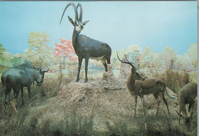 British Museum Postcard - Antelopes in Angola  SW10335