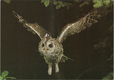 Animals Postcard - The Tawny Owl   SW10342