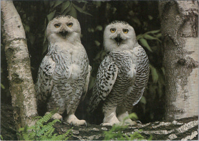 Animals Postcard - Two Snowy Owls  SW10343