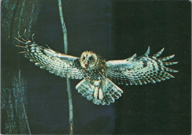 Animals Postcard - The Tawny Owl SW10344