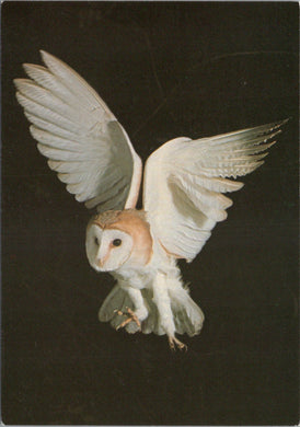 Animals Postcard - The Barn Owl SW10345