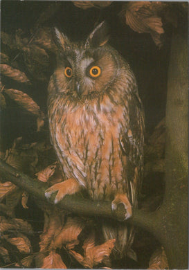 Animals Postcard - Long Eared Owl SW10346