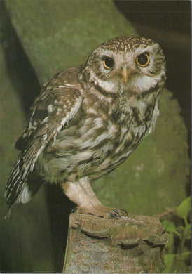 Animals Postcard - A Little Owl SW10347