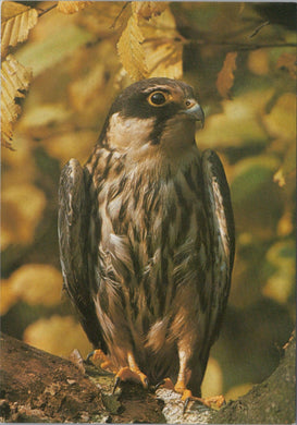 Animals Postcard - Birds - The Hobby Falcon  SW10348
