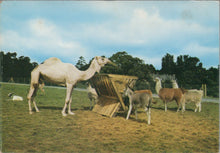 Load image into Gallery viewer, Animals Postcard - Feeding Time at Windsor Safari Park SW10350
