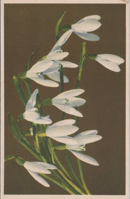 Flowers Postcard - Snowdrops, Perce-Neige SW10624