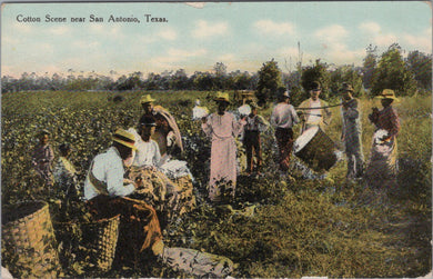 America Postcard - Cotton Scene Near San Antonio, Texas  SW10652