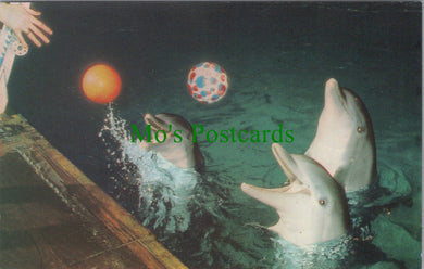 Animals Postcard - Dolphins at Brighton Aquarium, Sussex SW10367