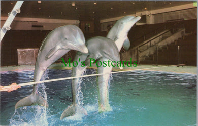 Animals Postcard - Dolphins at Brighton Aquarium, Sussex SW10368