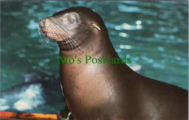 Animals Postcard - Sea Lion at Brighton Aquarium, Sussex SW10370